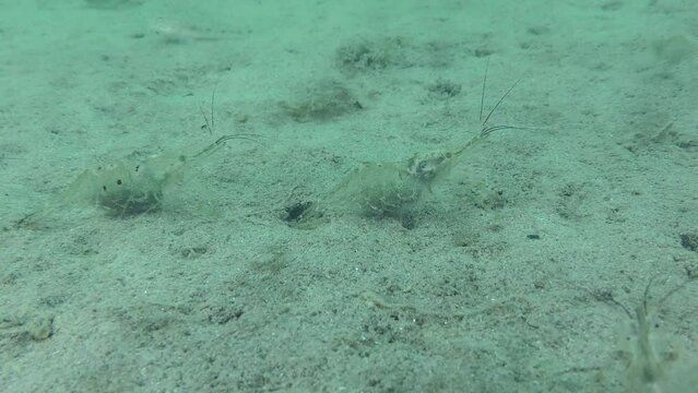 Reproduction Baltic prawn (Palaemon adspersus): several female with eggs on the abdomen on the sandy bottom.