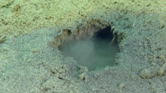 Lugworm (Arenicola marina) shoots a stream of water with sand from the hole.