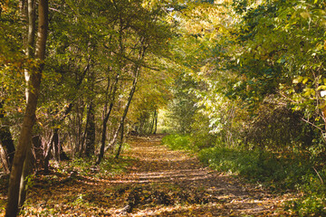 Sunset illuminates a forest path and surrounding colourful trees with autumn leaves in a park near Ostrava, Czech republic