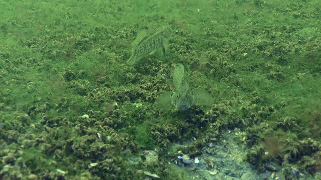 Breeding Grass goby (Zosterisessor ophiocephalus): Two males listlessly confront next to the hole, medium shot.