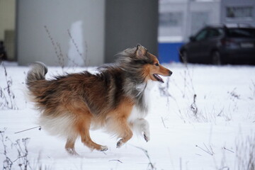sheltie dog in snow runs
