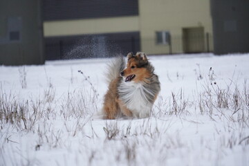 sheltie dog in snow runs