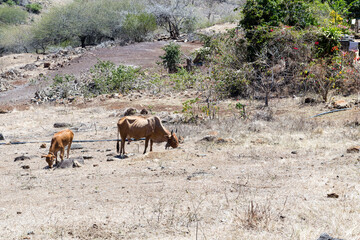 Fototapeta na wymiar Vache et veau maigres et faméliques dans une végétation rare et sèche sur un terrain aride cherchant leur nourriture