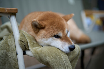 キャンプ場でくつろぐ柴犬