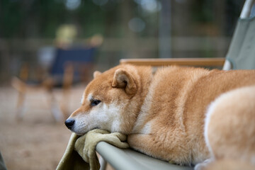 キャンプ場でまったりする柴犬