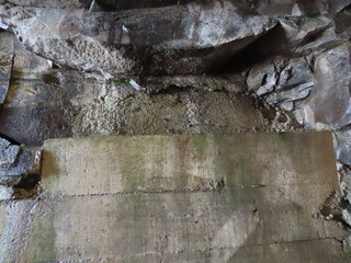 spider on wood