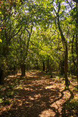 path in autumn forest