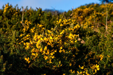 Obraz premium Hiking trail on Howth Island, Dublin, Ireland. 