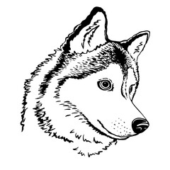 White And Gray Adult Siberian Husky isolated vector illustration. Line art, emblem, logo, Template. Close-up. Clip art. Hand Painting. Ink. Black and white. Vector cut. Silhouette.