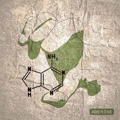 Hand holding chemical molecular formula of adenine - DNA and RNA nitrogen base
