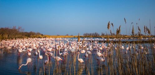 Group of flamingos eating in a lake with blue sky