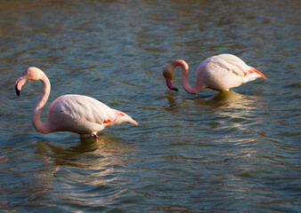 Couple of flamingos eating in a lake