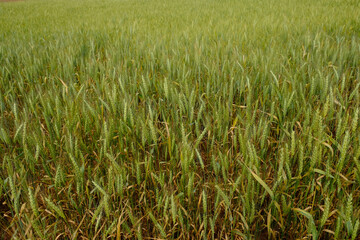 Grassy field in close up with live and dead plants.