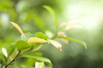 Natural green leaves plants using as spring background cover page greenery environment ecology wallpaper