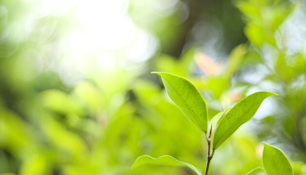 Natural green leaves plants using as spring background cover page greenery environment ecology wallpaper