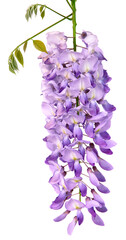 Fleurs de Glycine  © hcast