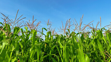 Green corn trees with blue sky in background