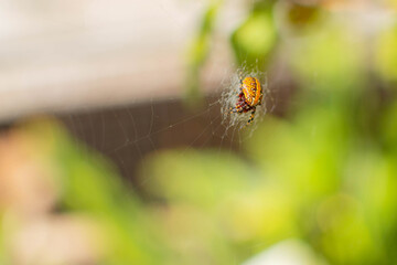 Araña neoscona oaxacensis color amarillo con su telaraña araña de jardin aracnidos no venenosos...
