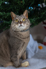 Fat gray cat sitting under the christmas tree