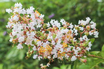 White flowers blooming in the botanical garden.