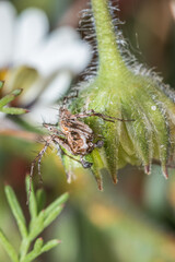 Grass lynx spider (Oxypes sp) camouflaged on a flower, Cape Town, South Africa