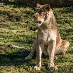 Lionne au repos à Beauval, Saint-Aignan, Loir-et-Cher, France