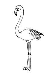 Simple black outline vector drawing. Flamingo bird isolated on white background. Nature and animals. Sketch in ink.