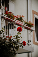 Vue sur un balcon avec des fleurs / Roses