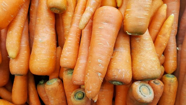 Pile Of Carrots Or Daucus Carota