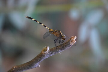 macro close up of  a dragonfly standind over a branch