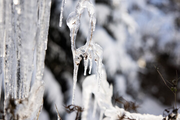 Icicles and a drop of melt water close-up. Snow melting.
