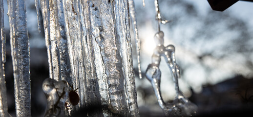 Icicles and a drop of melt water close-up. Snow melting.