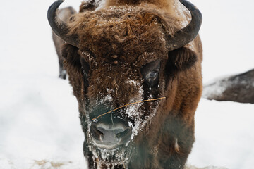 European bison in the snow.