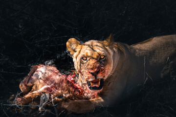 lioness eating a freshly hunted oryx antelope and looking directly into the camera	
