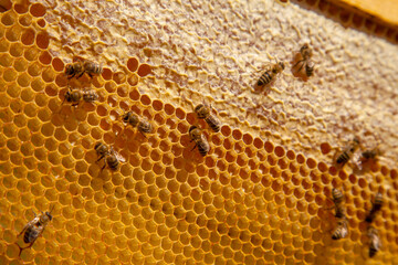 Working bees on the yellow honeycomb with sweet honey..