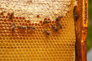 Working bees on the yellow honeycomb with sweet honey..