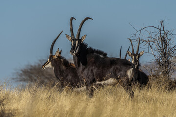 Sable antelope (Hippotragus niger), rare antelope with magnificent horns, South Africa