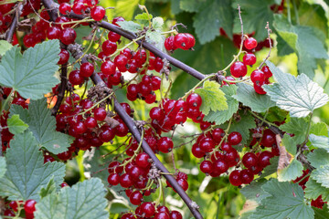 A bush of red currant berries. Full bunches with ripe red berries, green leaves and brown twigs. Sun rays in the background