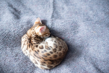 Bengal breed cat sleeping portrait,horizontal photo