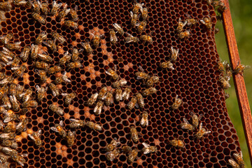 Working bees in a hive on honeycomb. Bees inside hive with sealed and open cells for their young..