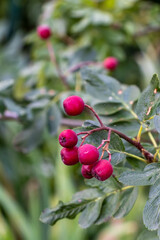 Red rowan berries in bunches of pink color. Green leaves with a brown bunch. Blurred background