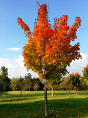 bunter Herbstbaum