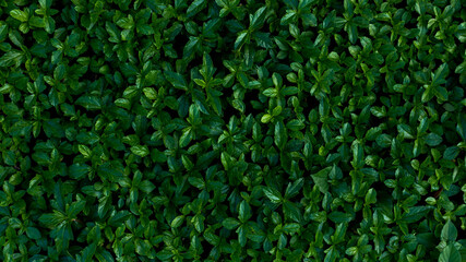 Herb wall, plant wall, natural green wallpaper and background. nature wall.
