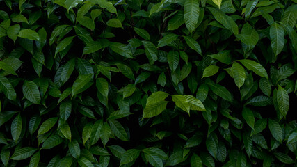 Herb wall, plant wall, natural green wallpaper and background. nature wall.