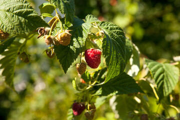 Ripe and unripe raspberry in the fruit garden. Growing natural bush of raspberry. Branch of raspberry in sunlight.