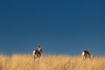 two springboks (Antidorcas marsupialis) in the kalahri desert, beuatiful afternoon light 
