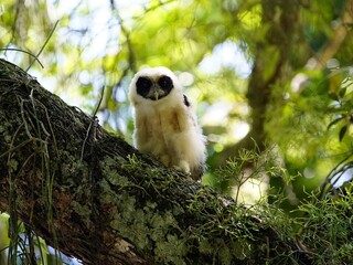 The tawny-browed owl (Pulsatrix koeniswaldiana) is a species of owl in the family Strigidae. It is found in Argentina, Brazil, and Paraguay. 