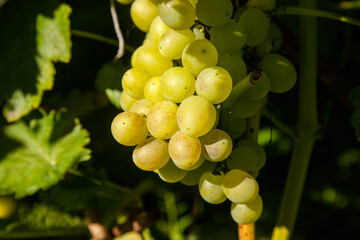 Bunch of green grapes in the garden.