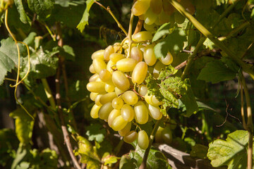 Bunch of green grapes in the garden.