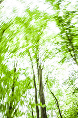Wald im Wandel